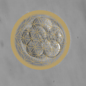 Flower of Life 8 Cell Embryo